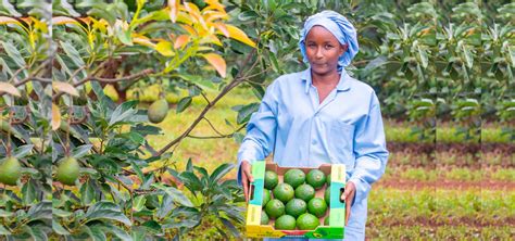 karakuta farm|Karakuta Farm – Karakuta Farm specialises in production and .